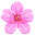 Cherry Blossom Pinwheel icon
