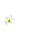 Frangipani icon