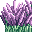 Lavender icon