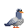 Pigeon icon